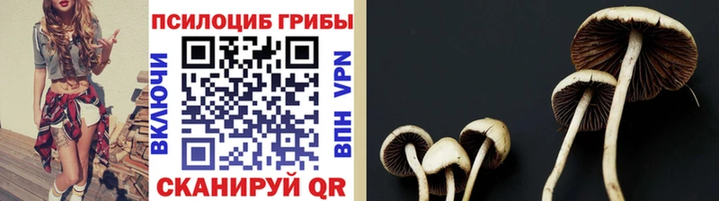 Псилоцибиновые грибы Magic Shrooms  где можно купить   Домодедово 